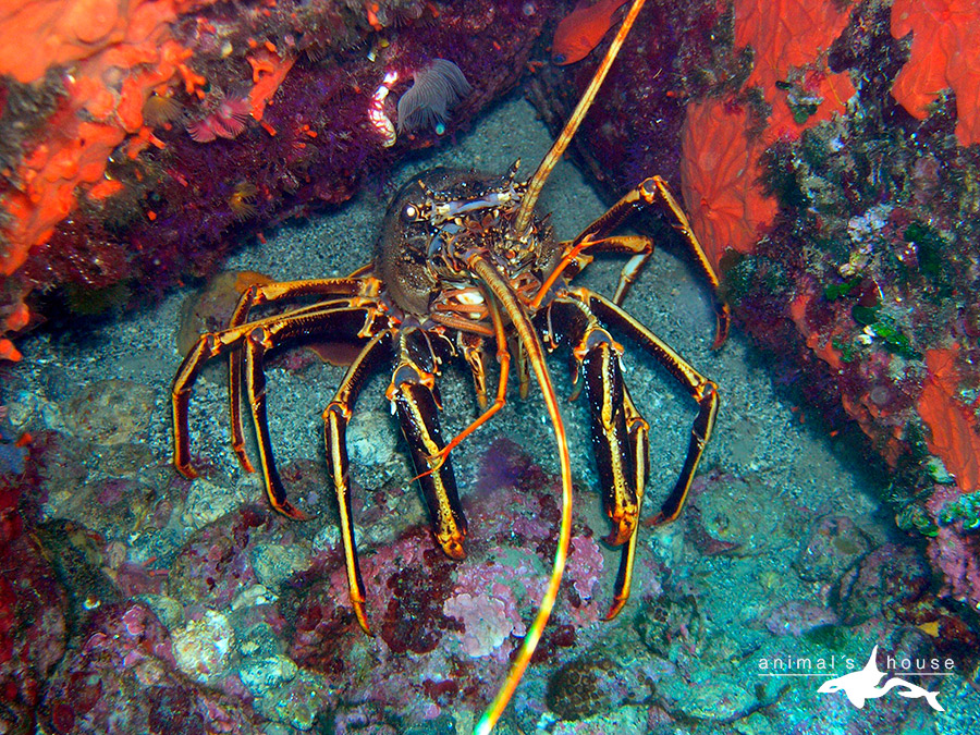 langosta roja